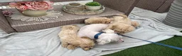 Maltipoo dogs for sale: Stunning apricot F1 Maltipoo puppies - Advert 4