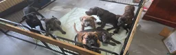 Cane Corso dogs for sale: Cane Corso Puppies - Advert 5