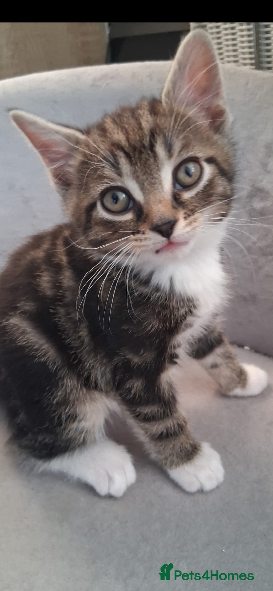 Mixed Breed cats British short hair X READY NOW - Advert 2