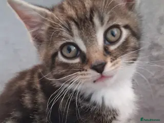 Mixed Breed cats British short hair X READY NOW - Advert 2