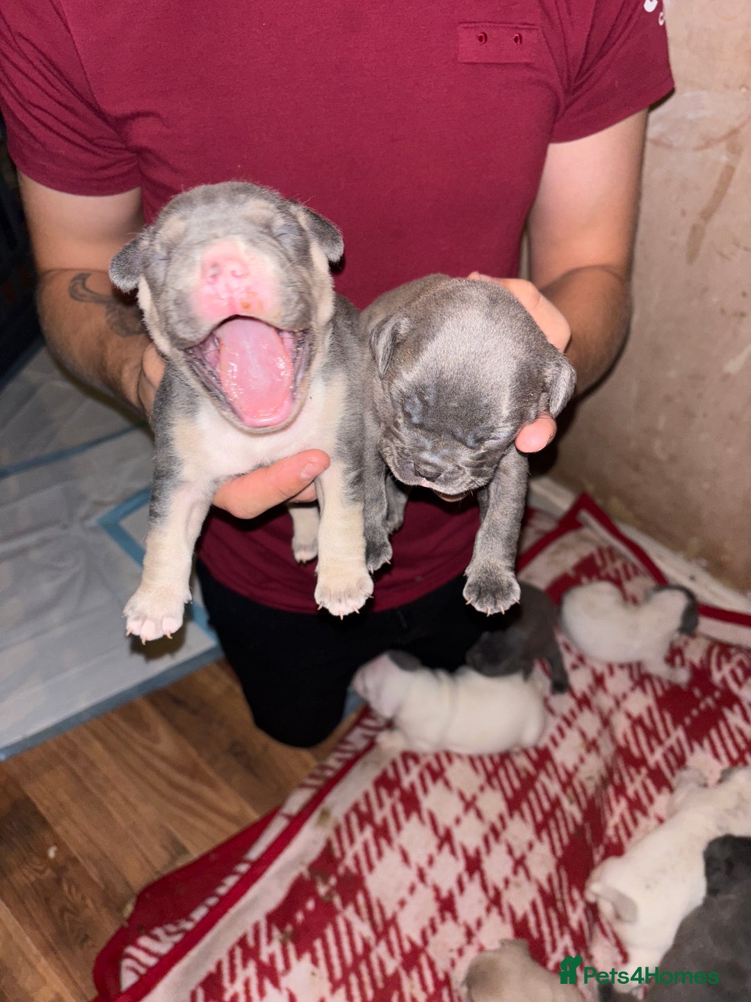Mixed Breed dogs for sale: Staff cross Frenchie  - Image 3