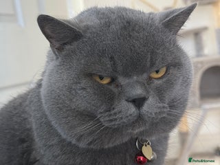 British Shorthair cats for stud in London - Advert 1