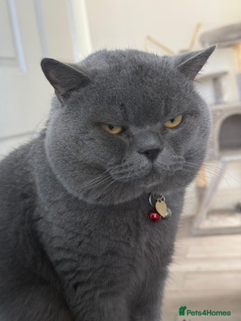 British Shorthair cats in London - Advert 8
