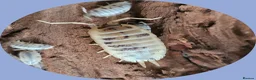 Isopods invertebrates for sale: Dairy cow isopods Porcellio laevis  - Advert 4