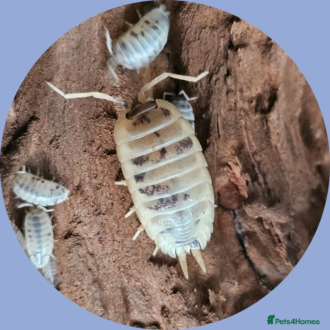 Isopods invertebrates for sale: Dairy cow isopods Porcellio laevis  - Advert 4