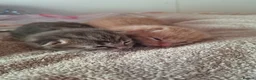 Mixed Breed cats for sale: 2 beautiful kittens for sale - Advert 12