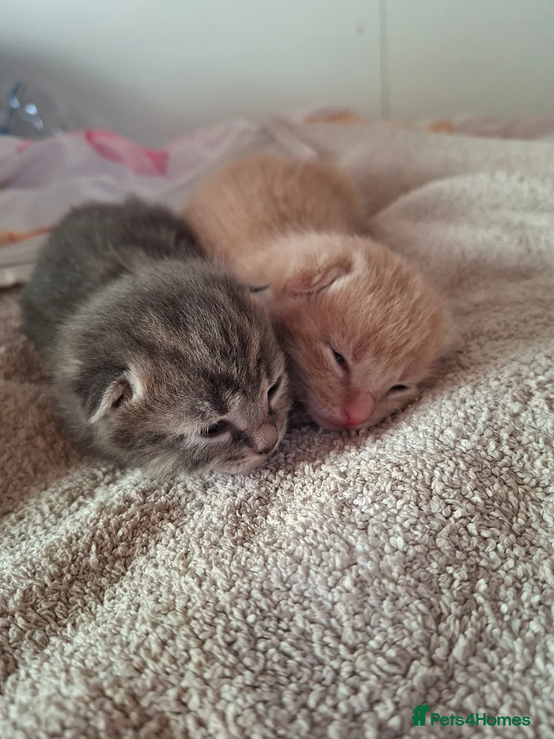 Mixed Breed cats for sale: 2 beautiful kittens for sale - Advert 12