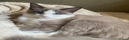 Ragdoll cats for sale: Ragdoll kitten  - Advert 3