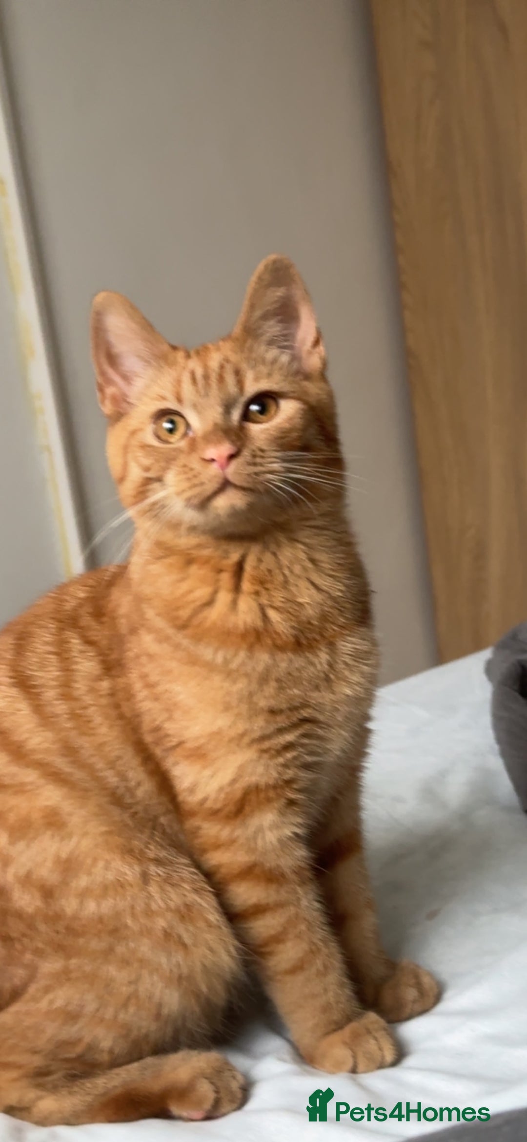 Domestic Shorthair cats for sale: Simba 2 years old - Advert 2