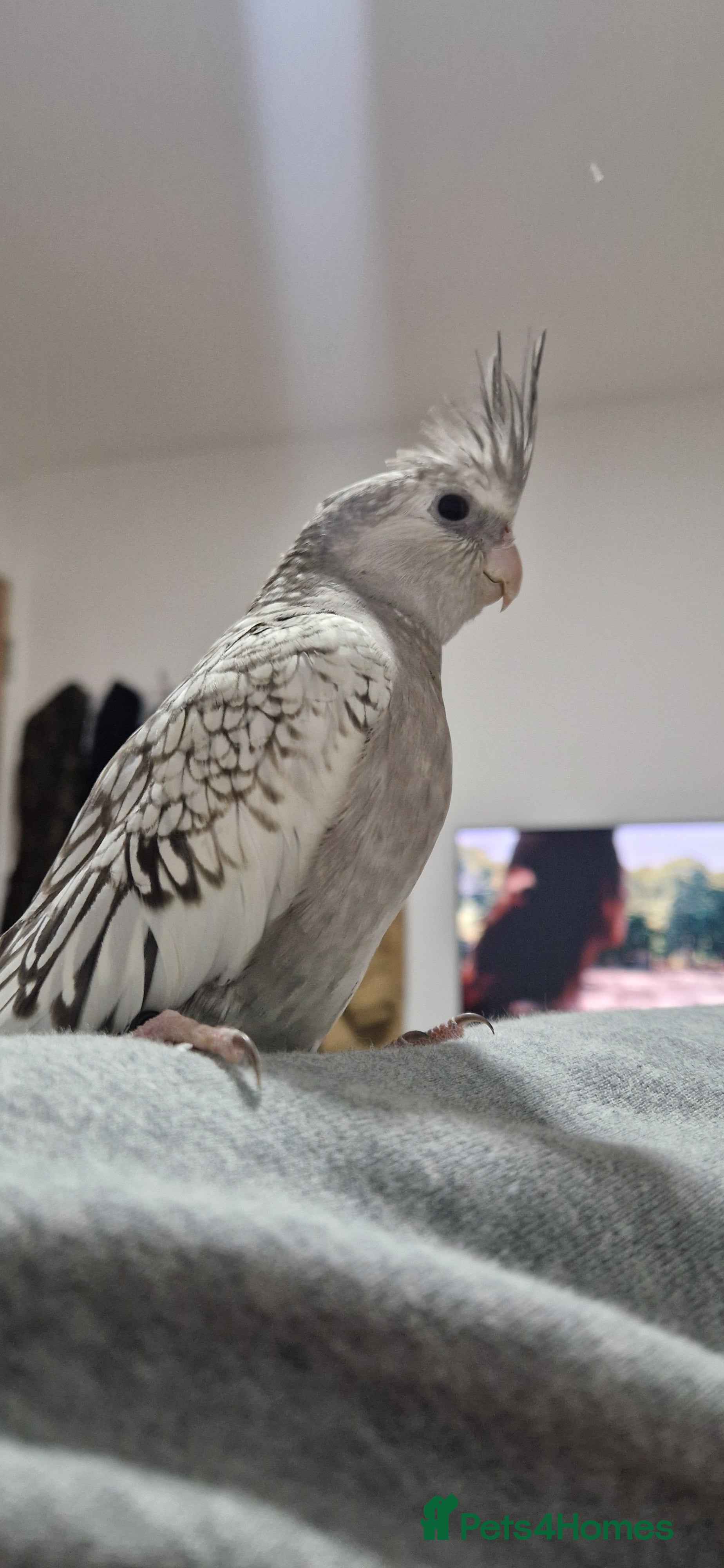 Cockatiels birds Cockatiel  in London - Advert 3