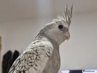 Cockatiels birds Cockatiel in London - Advert 3