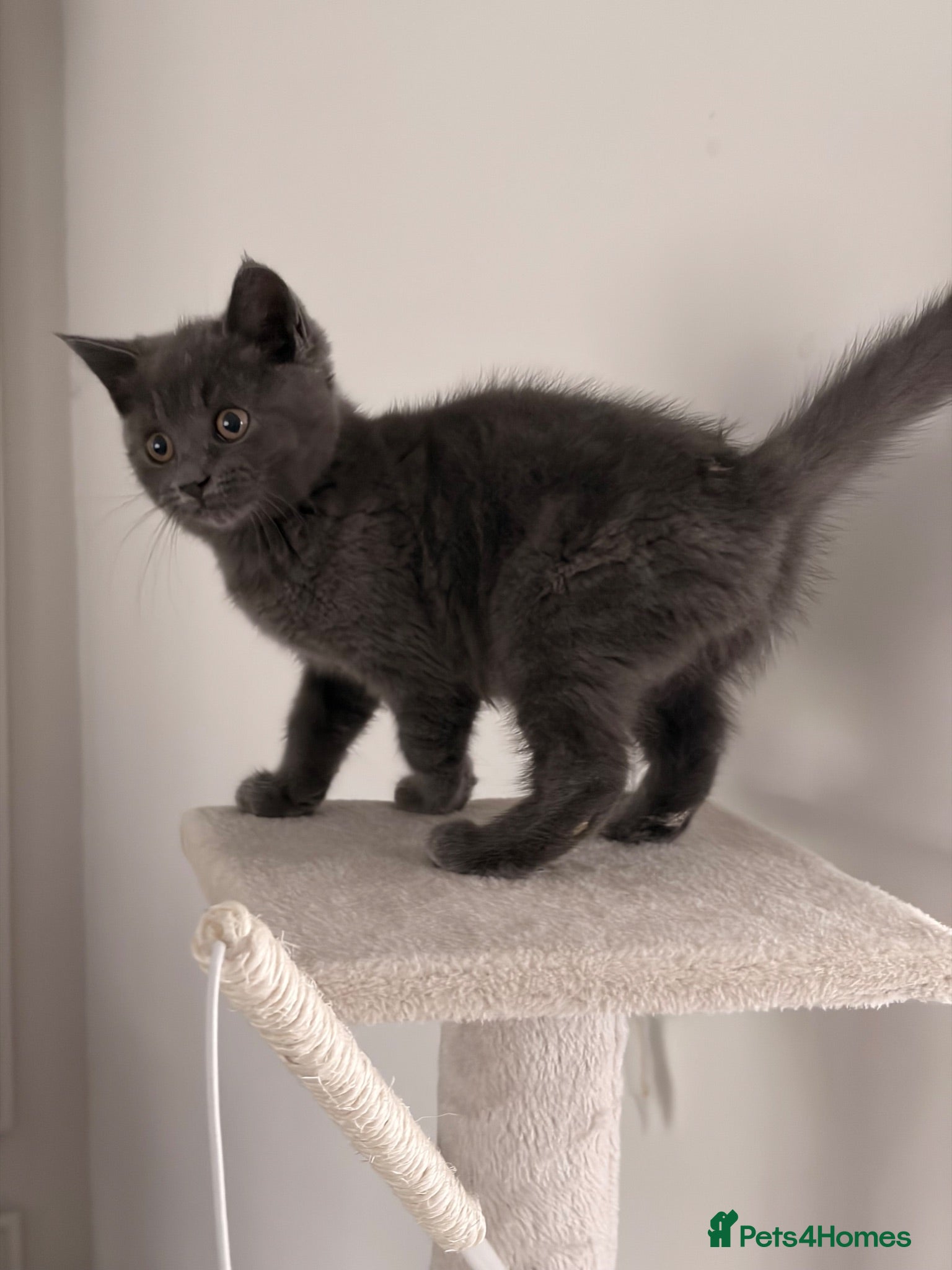 British Shorthair cats 3 left BSH kittens Ready Now - Advert 1