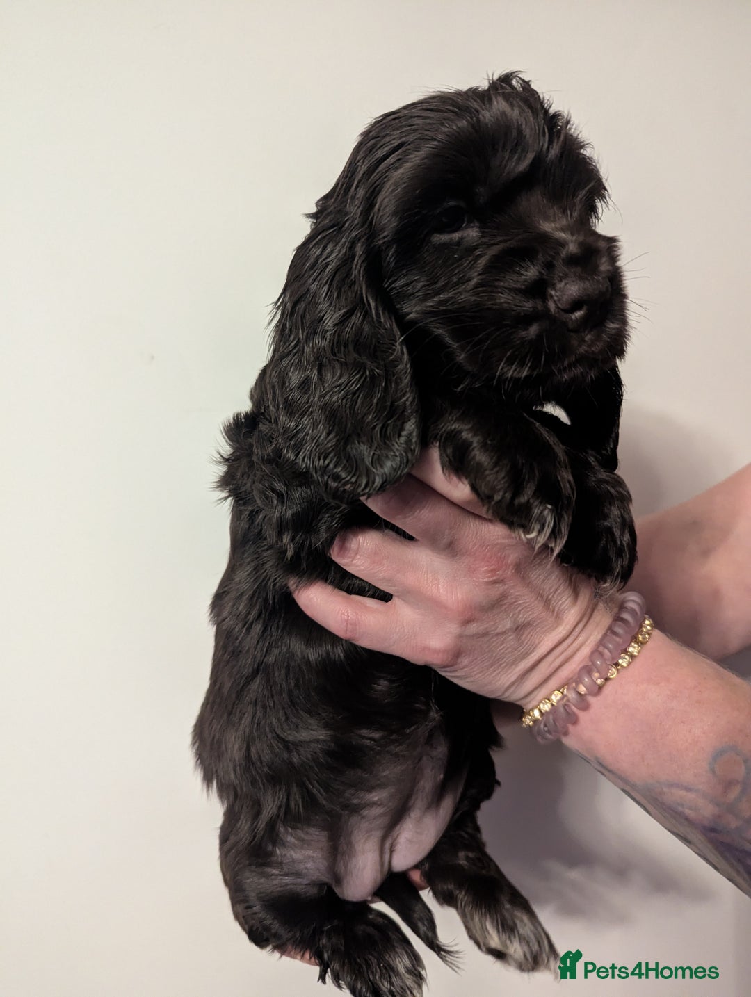 Cocker Spaniel dogs for sale: LAST ONE GIRL NEW🏠Kc reg English Cockerspaniel 🏠 - Advert 18