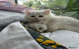 Persian cats for sale: Persian Chinchilla Kittens - Image 17