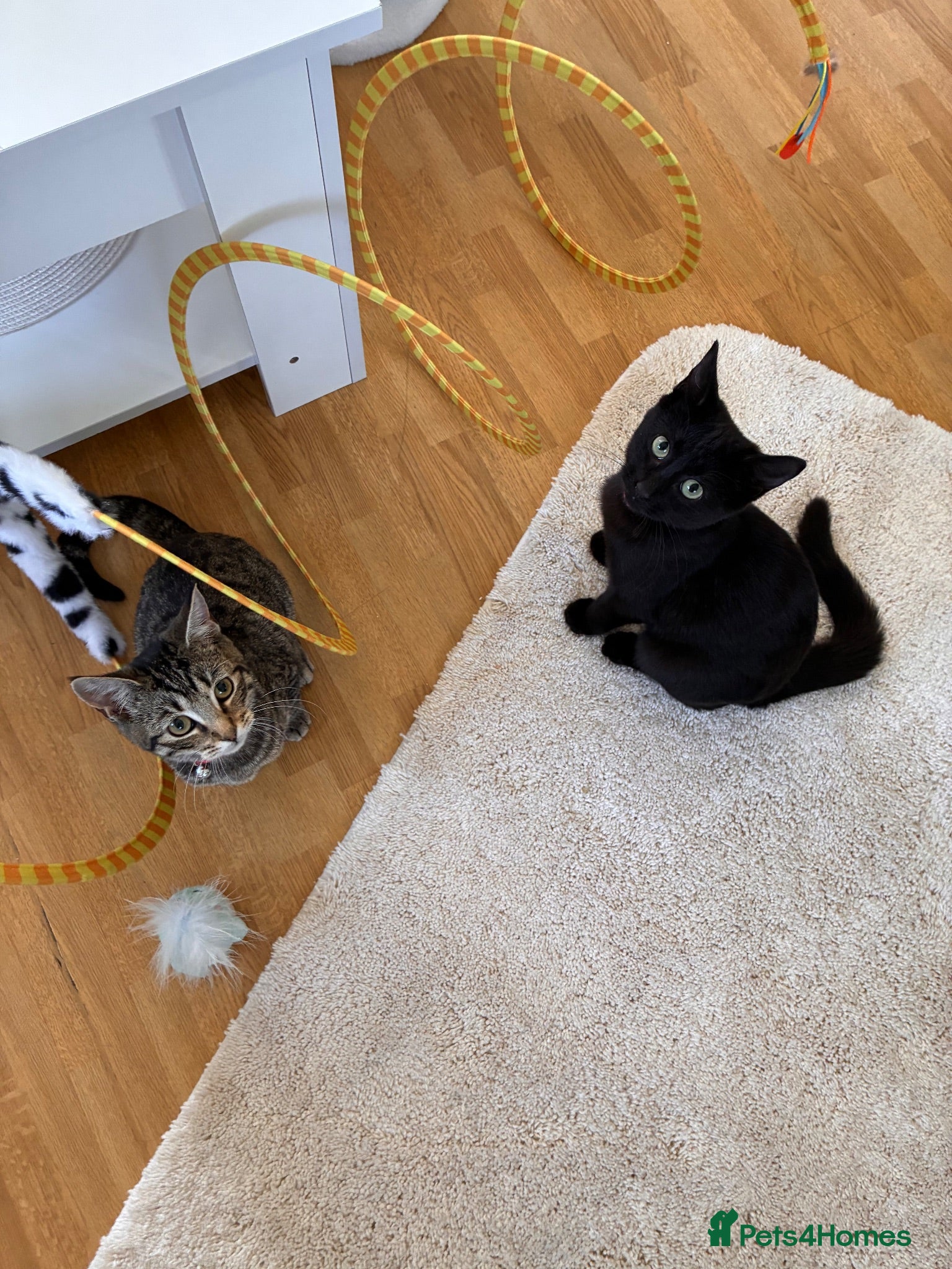 Mixed Breed cats Last 2 remaining kittens  - Advert 4
