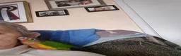 Conures birds for sale: 9 month old hand tame conure - Advert 10