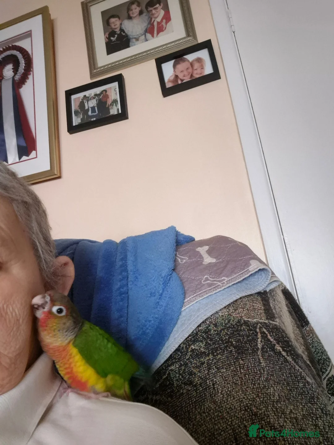 Conures birds for sale: 9 month old hand tame conure - Advert 10