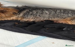 Yorkshire Terrier dogs for sale: 1 boy and 3 girl  Yorkshire terrier puppies  - Image 1
