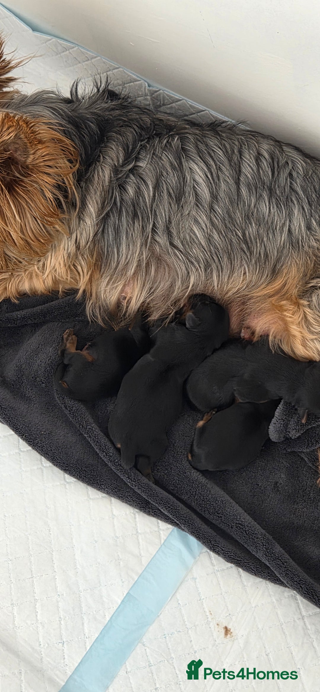 Yorkshire Terrier dogs for sale: 1 boy and 3 girl  Yorkshire terrier puppies  - Image 1