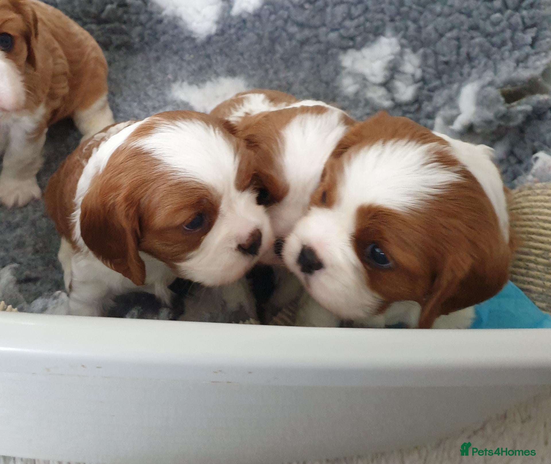 Cavalier King Charles Spaniel dogs for sale: K.C. reg. Cavalier King Charles Spanel - Advert 1