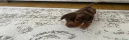 Miniature Dachshund dogs for sale: Miniature smooth haired Dachshund  in Tredegar - Advert 35