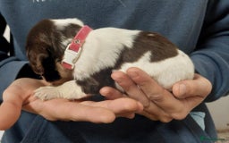 Sprocker dogs for sale: Sprocker ( Springer x Cocker ) pups for sale - Image 11