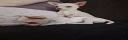Chihuahua dogs for sale: Deer head chihuahua  - Advert 20