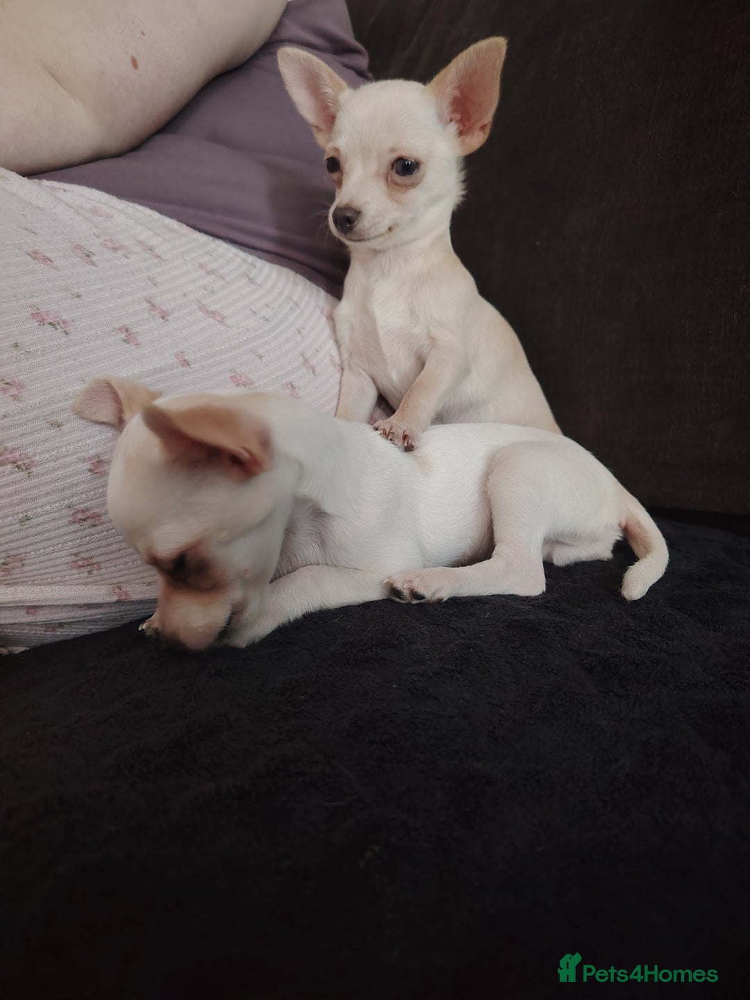 Chihuahua dogs for sale: Deer head chihuahua  - Advert 20