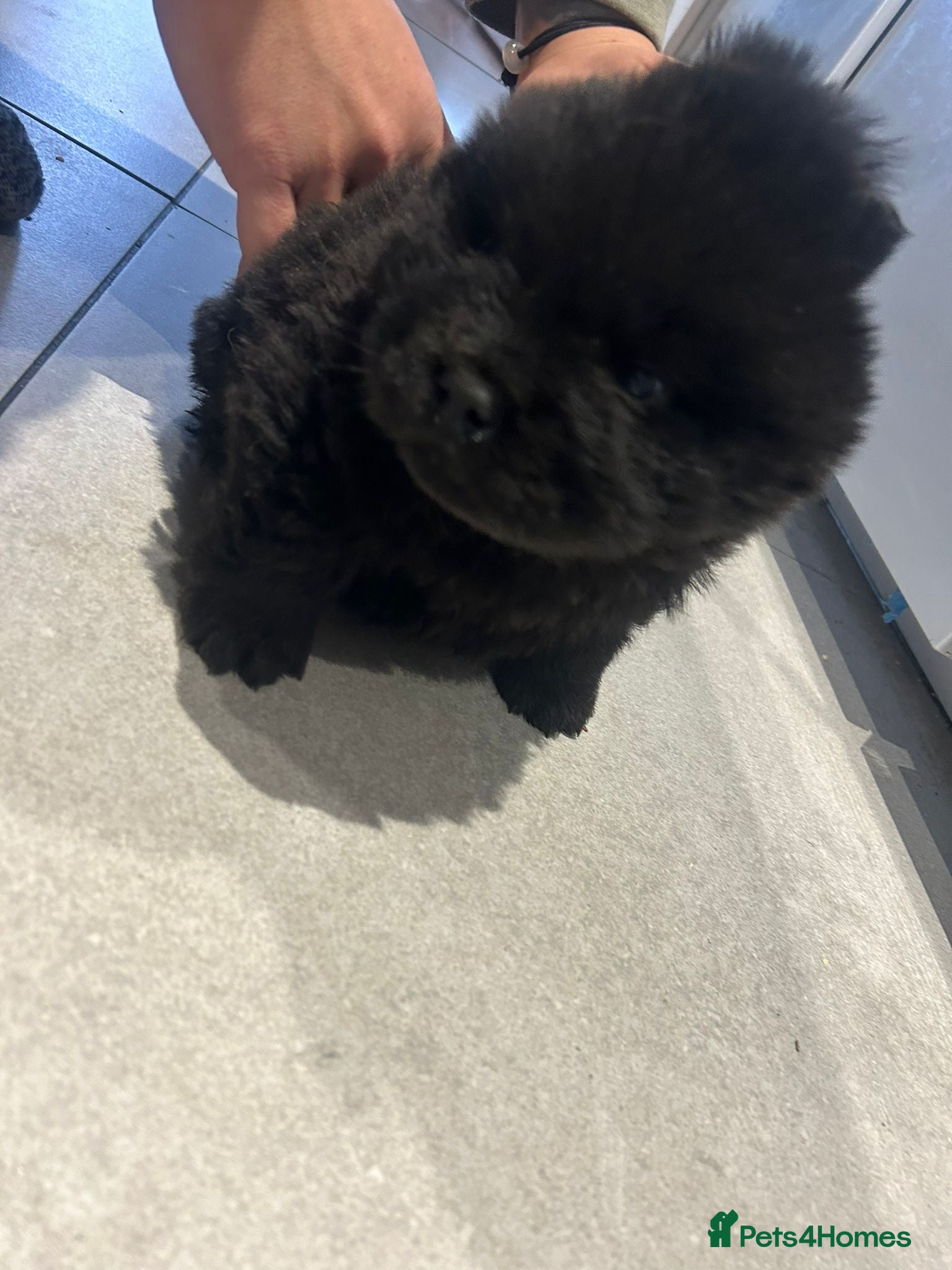 Chow Chow dogs 2 beautiful chow chow males available  - Advert 7