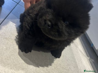 Chow Chow dogs 2 beautiful chow chow males available - Advert 1