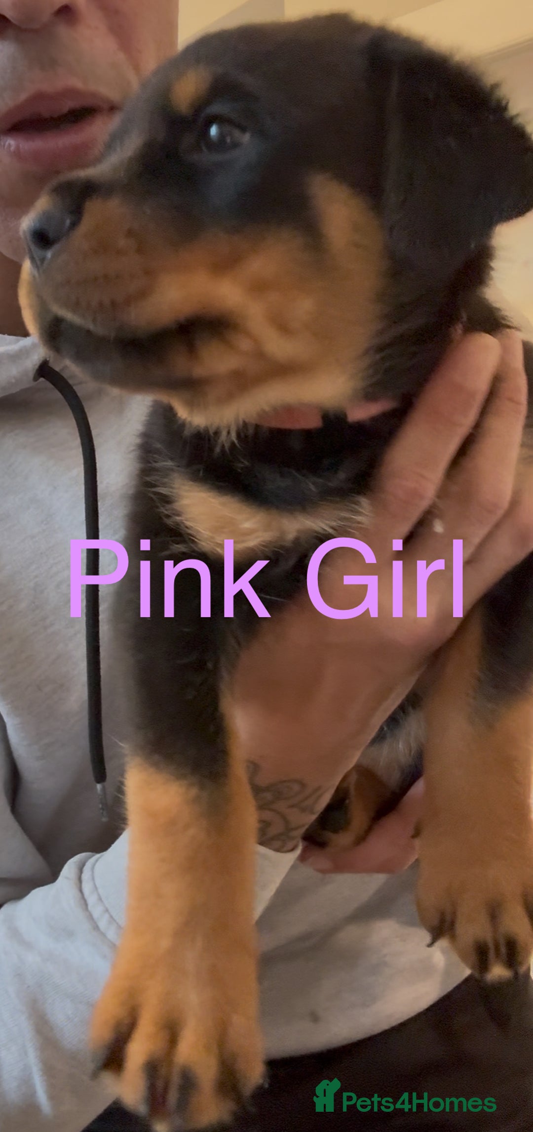 Rottweiler dogs for sale: Rottweiler one off Beautiful Litter - Image 7