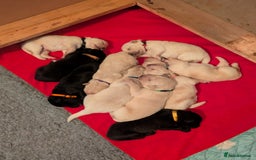 Mixed Breed dogs for sale: Golden Shepherd puppies  - Image 2