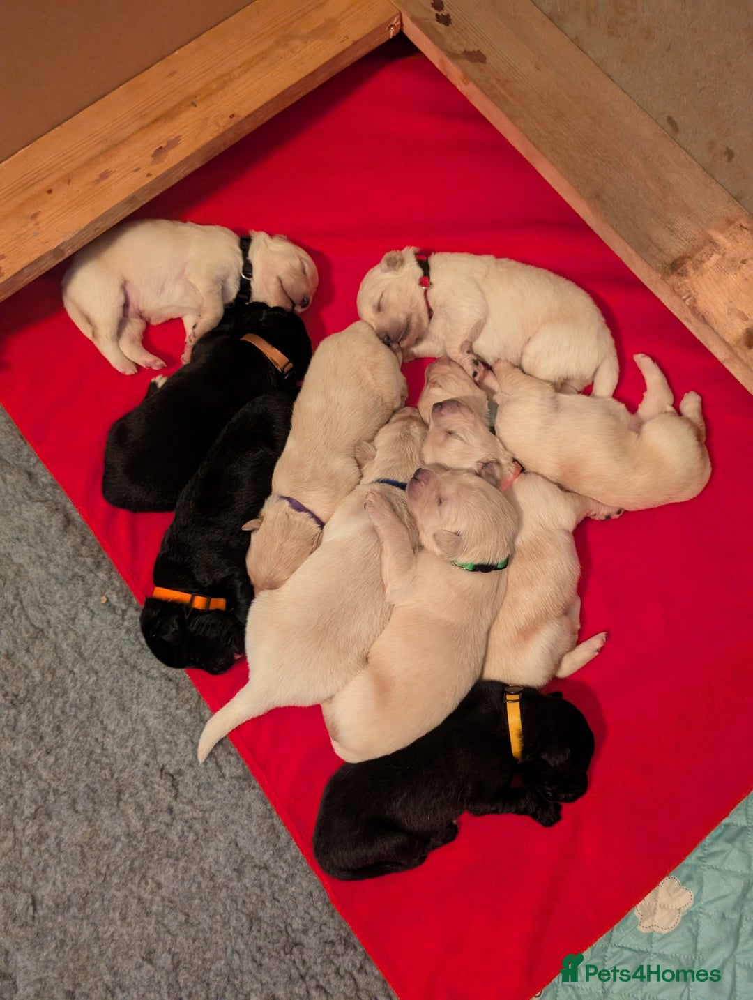 Mixed Breed dogs for sale: Golden Shepherd puppies  - Image 2