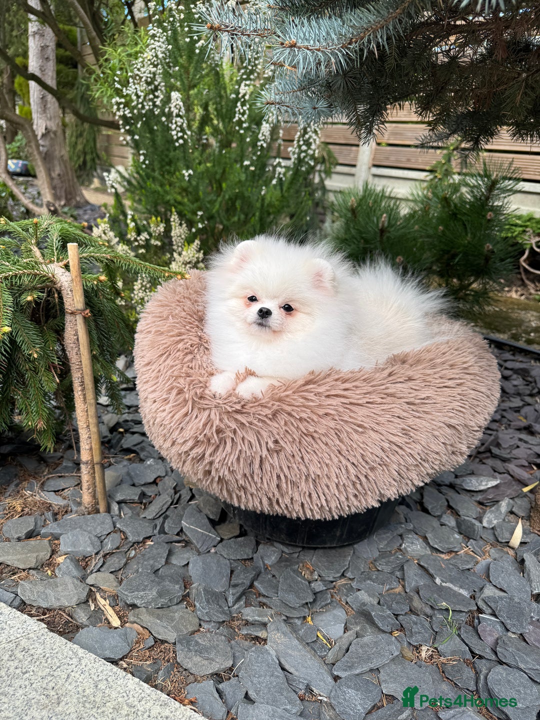 Pomeranian dogs for sale: Pomeranian Last Boy - Image 33