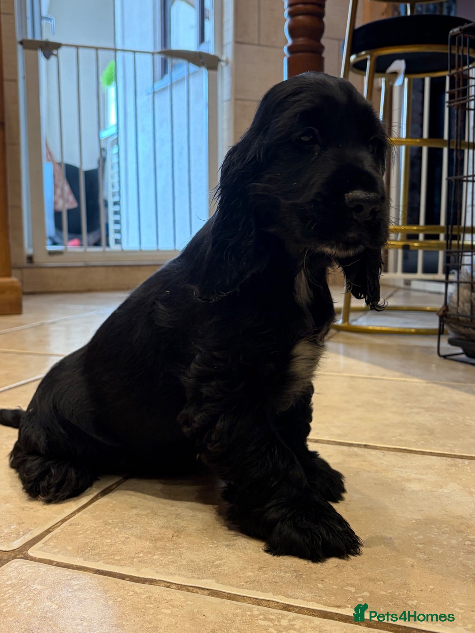 Cocker Spaniel dogs Ready now serbia import lines male - Advert 13