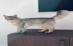 Somali cats for sale: Usual Silver Somali 7 month male kitten - Image 3