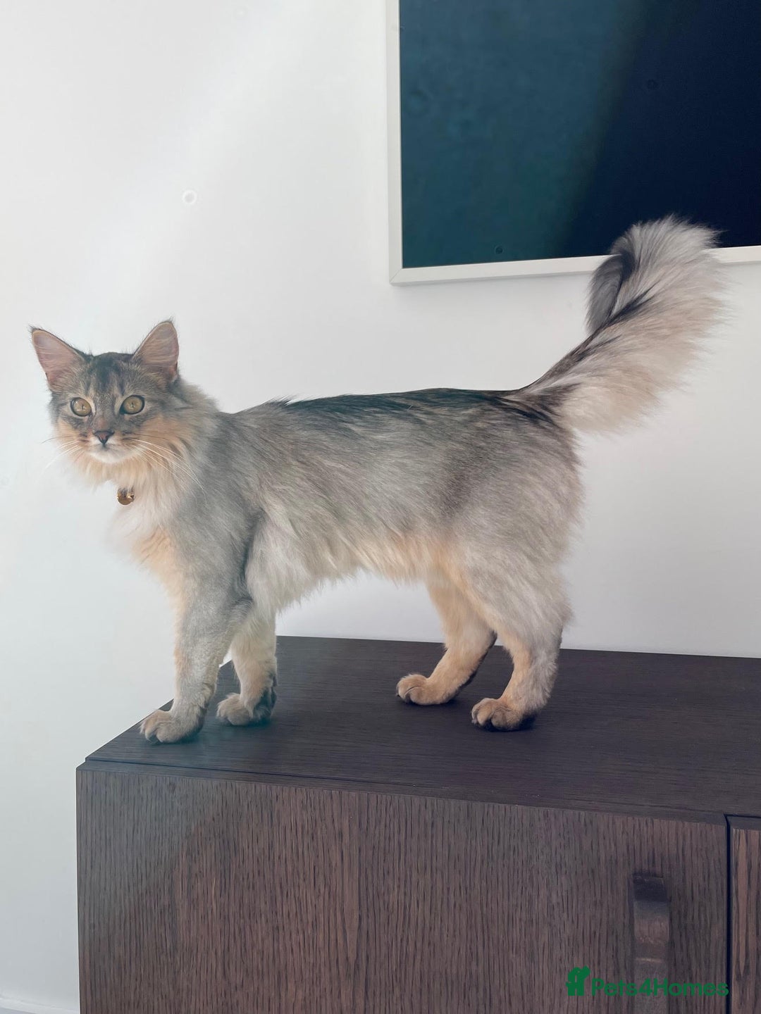 Somali cats for sale: Usual Silver Somali 7 month male kitten - Image 3