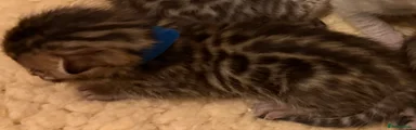 Bengal Kitten 3