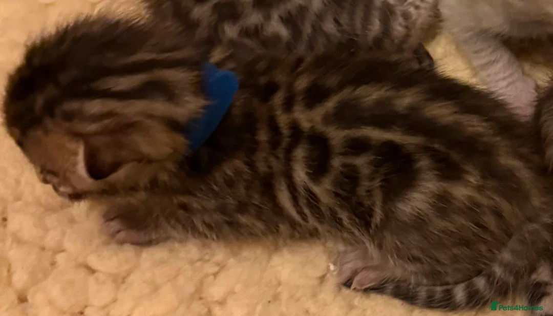 Bengal cats for sale: TICA 🐾 Health Tested 🐆 Bengal Kittens ❤️  - Advert 8