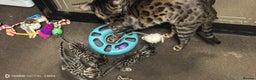 Bengal cats for sale: Bengal babies  - Advert 10