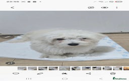 Maltese dogs for sale: Lovely maltese ready to go - Image 10
