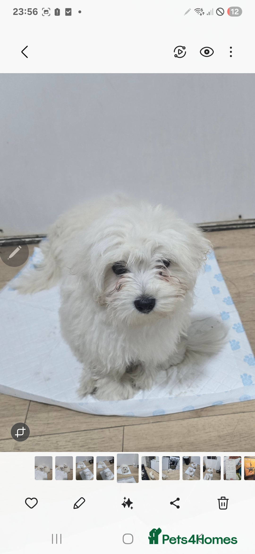 Maltese dogs for sale: Lovely maltese ready to go - Image 10