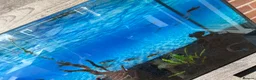 Loaches fish for sale: Whole fish tank setup for sale  - Advert 1