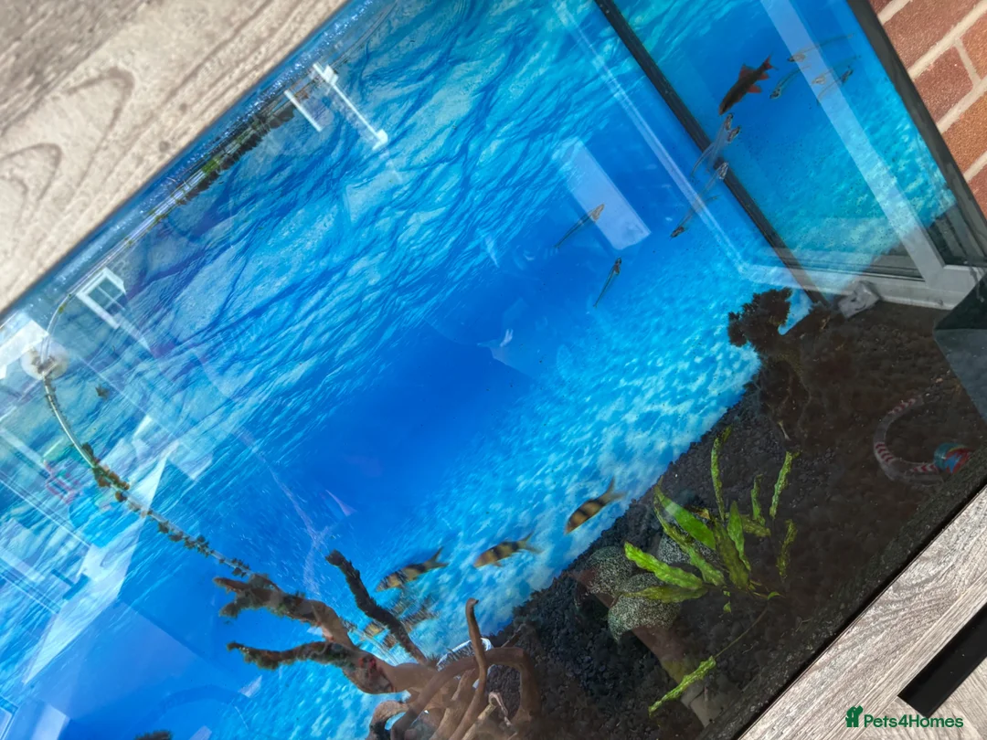 Loaches fish for sale: Whole fish tank setup for sale  - Advert 1