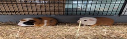 Guinea Pig rodents for sale: Guinea pig pair girls  - Advert 1