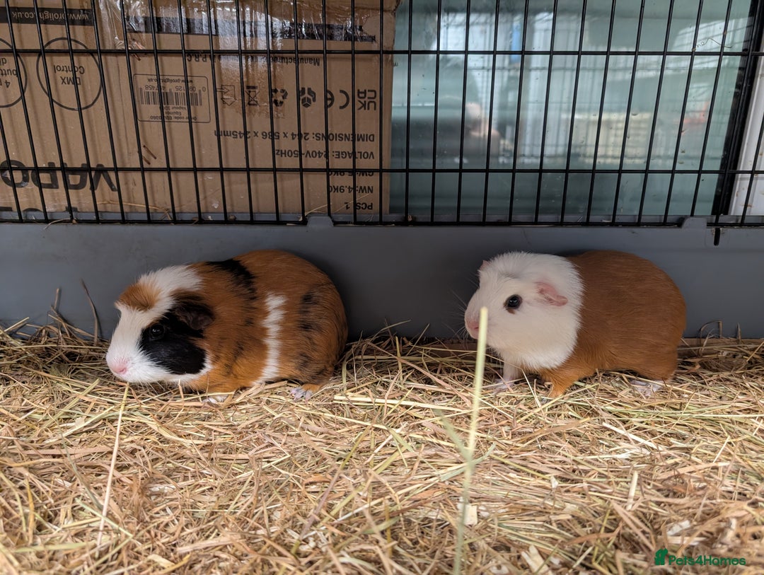 Guinea Pig rodents for sale: Guinea pig pair girls  - Advert 1