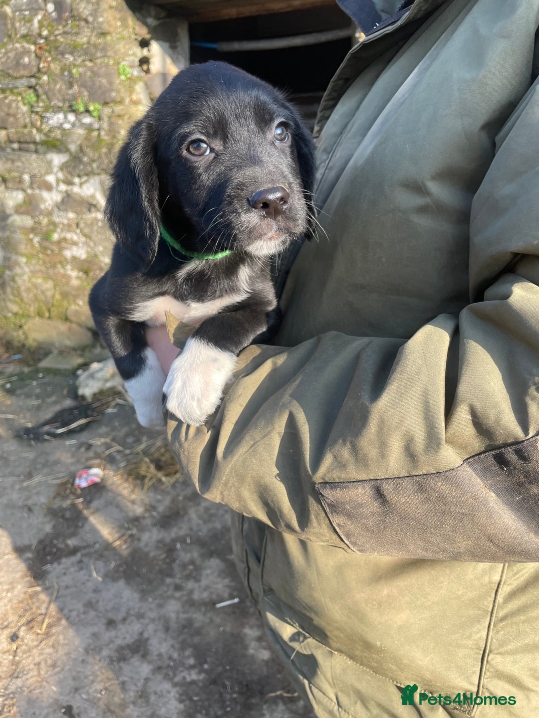 Mixed Breed dogs for sale: Sprollies  - Advert 3