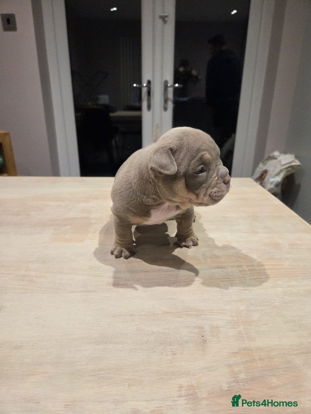 American Bully dogs for sale: Luna x Dynamite puppies🧨🧬 4 girls✅ 4 boys✅ - Advert 14