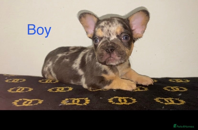 French Bulldog dogs Beautiful French Bulldog Puppies - Advert 1