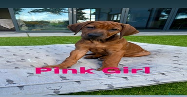 Rhodesian Ridgeback dogs - Advert 14